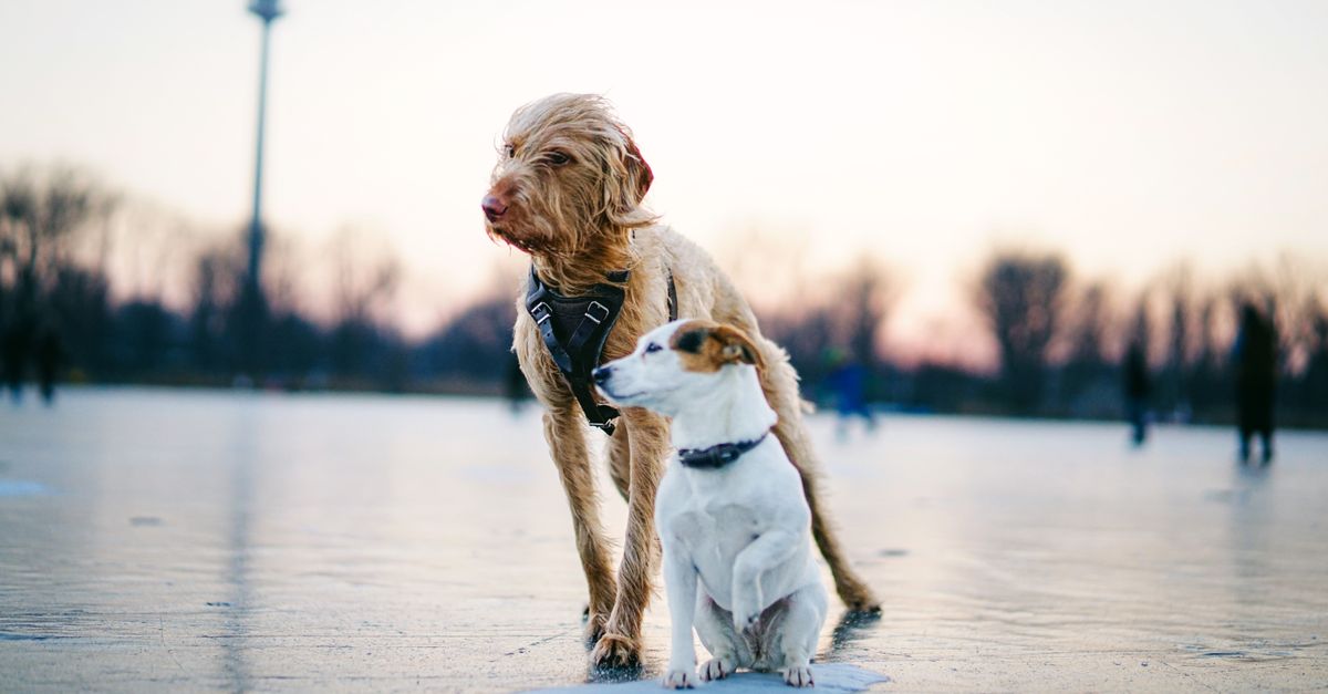 Hock and shoulder injuries in dogs