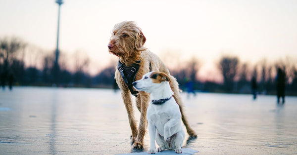 Two dogs standing together on a frozen lake during winter, creating a serene outdoor scene.