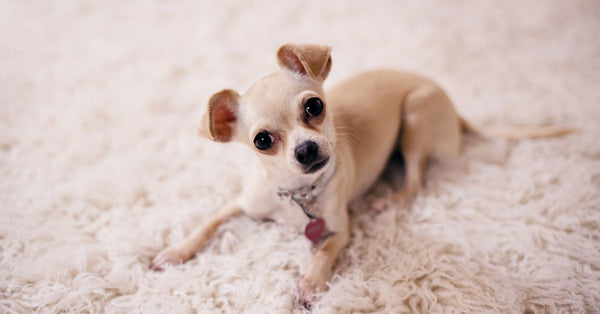 A cute Chihuahua puppy lying on a soft, white, fluffy carpet, looking at the camera.