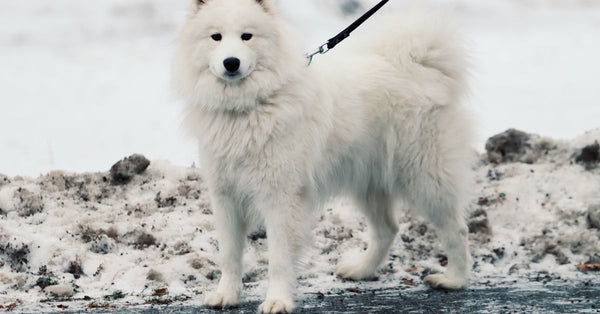 A fluffy Samoyed dog standing on snowy ground in Jönköping, Sweden on a winter day.