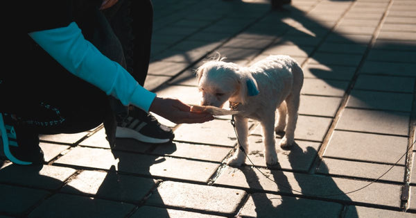 A person feeds a small white dog on a leash outdoors under sunlight. Shadow casts on pavement.
