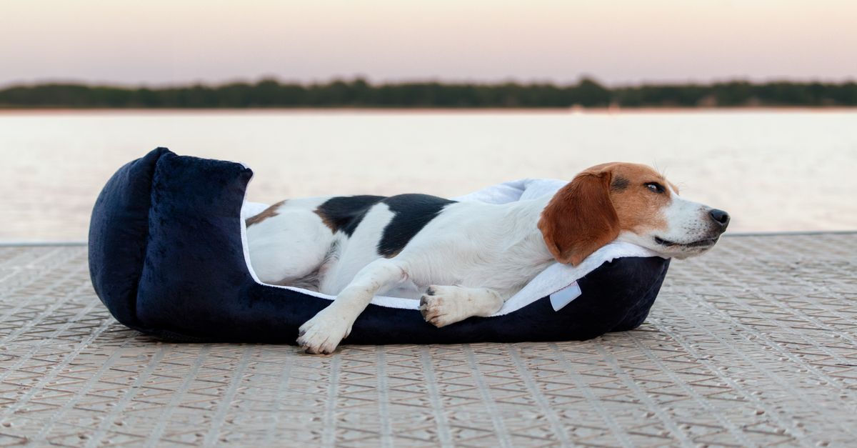 Is your dog's bed bad for their joints?