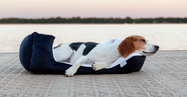 Charming beagle lying on a plush bed by the lake at sunset, embracing relaxation.