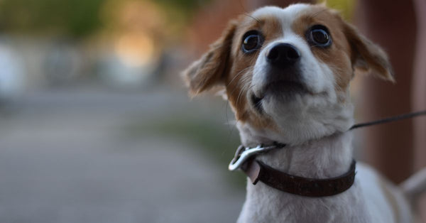 Close-up image of a Jack Russell Terrier dog looking surprised outdoors with a leash.
