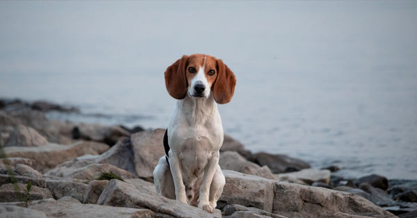 Tricolor beagle sitting on rocky lakeshore. Ideal for pet and nature themes.