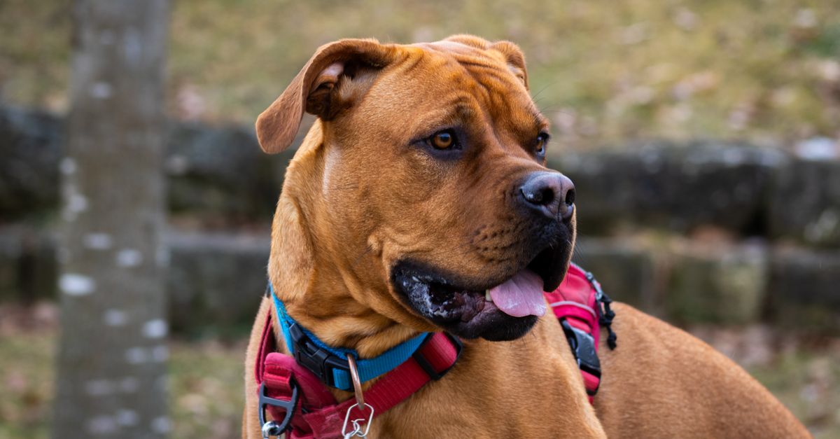 The best joint supplement for senior large dogs
