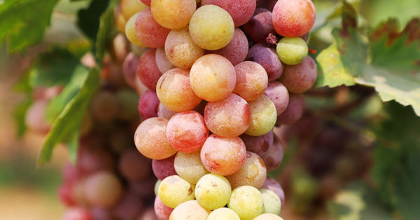 Juicy ripe grapes on the vine ready for harvest in a vineyard.