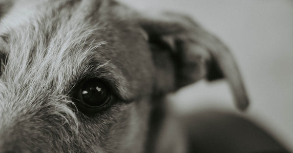 Artistic black and white close-up of a dog's eye showcasing texture and emotion.