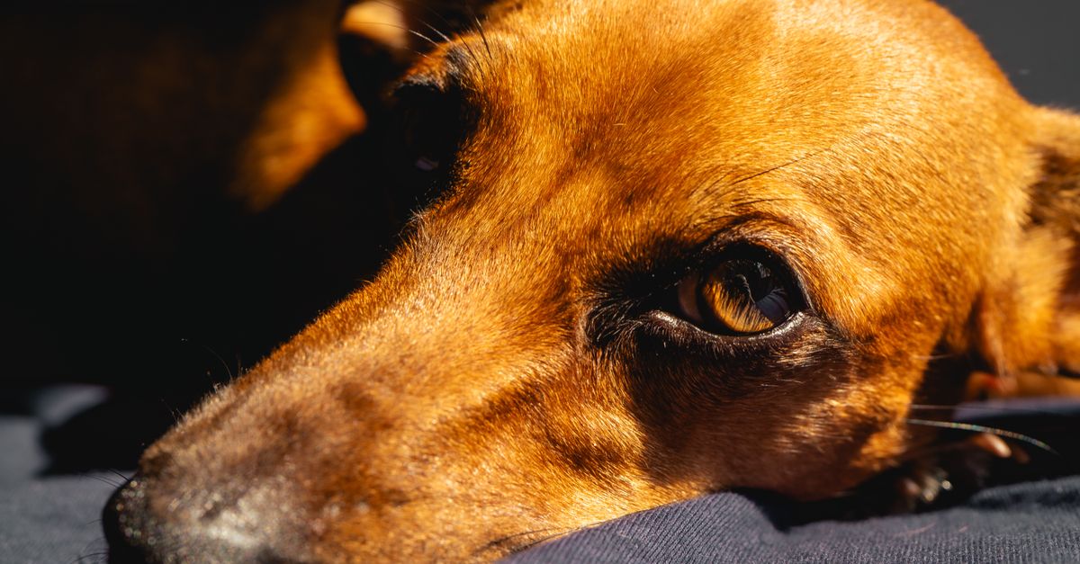 Anti-inflammatory foods for dogs