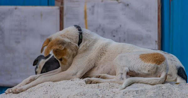 Two stray dogs peacefully resting on a sandy surface in New Delhi, India.