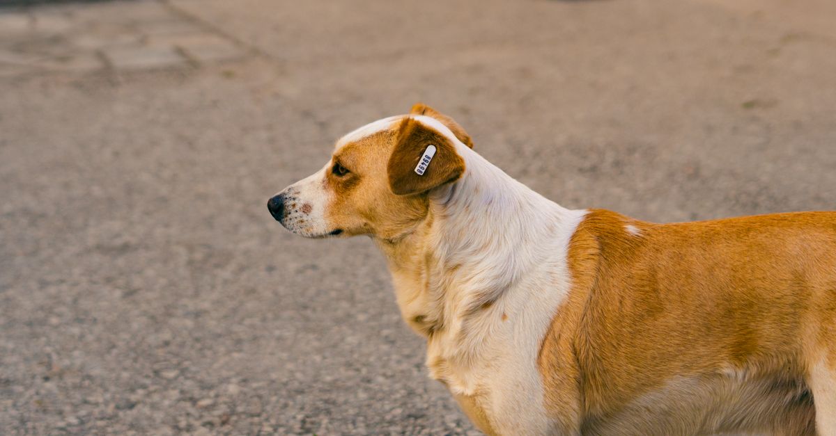 Librela side effects in dogs