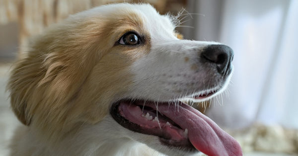 Energetic dog with tongue out, captured in a warm indoor setting.