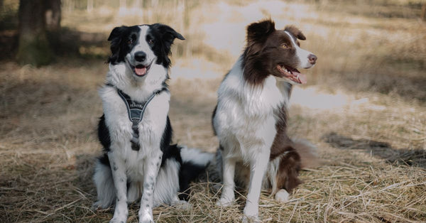 Two Border Collies sitting in a sunlit park capturing the essence of companionship.