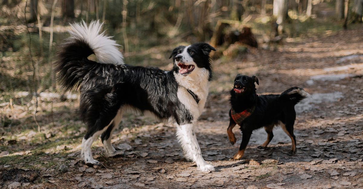 Why is my dog reactive to other dogs or people?