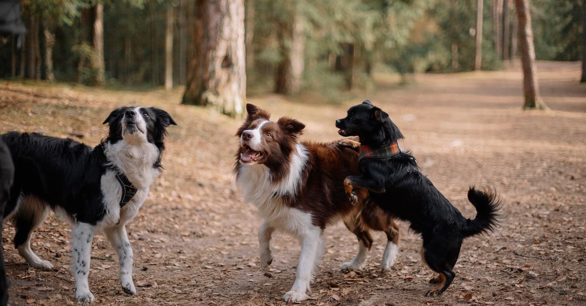 Does my dog's joint supplement need green-lipped mussel?