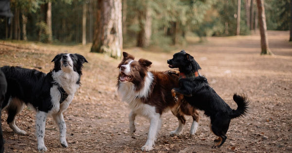 Three lively dogs playing in a sunny forest clearing, surrounded by tall trees.