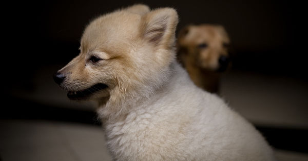 Two fluffy puppies sitting indoors, captured in soft lighting with a focus on their cute faces.