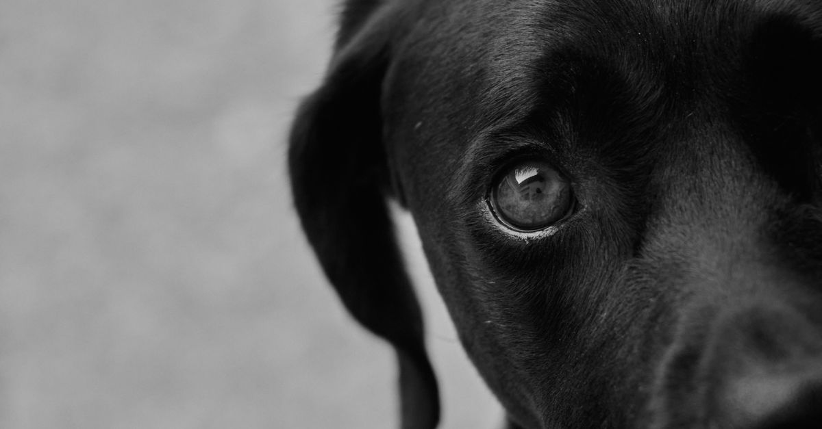 Should you feed your dog celery?