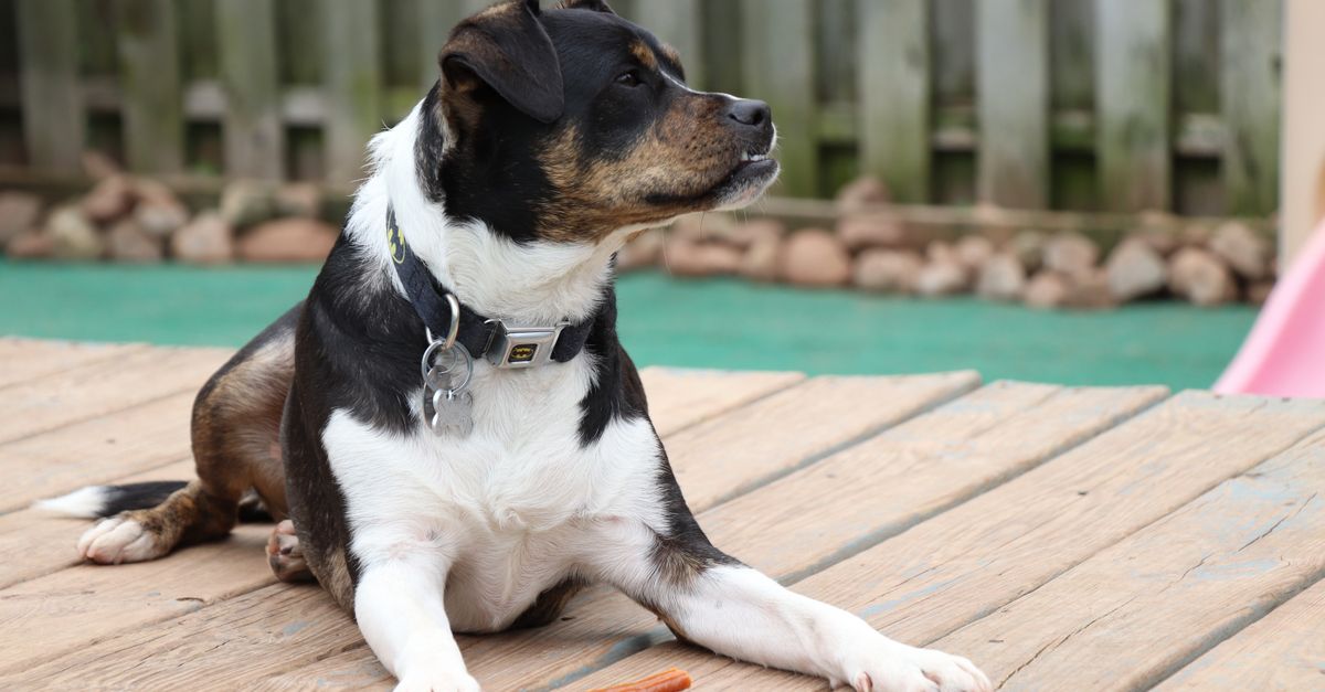 Pooch & Mutt dosage guide: how much to give by weight
