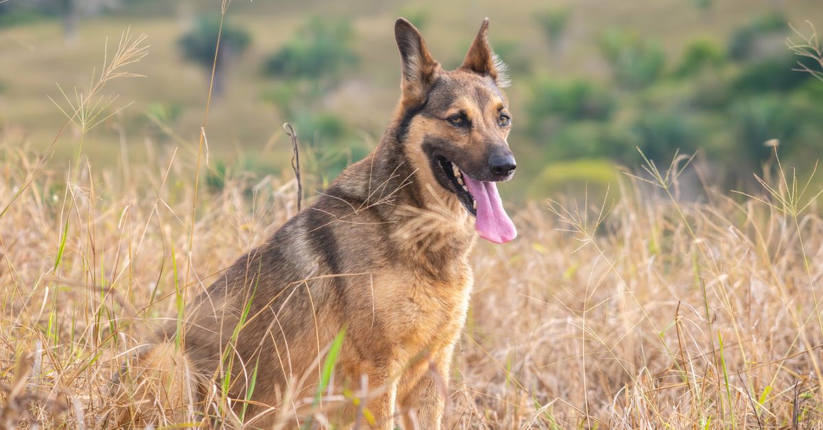 The best joint supplement for a German Shepherd with hip dysplasia
