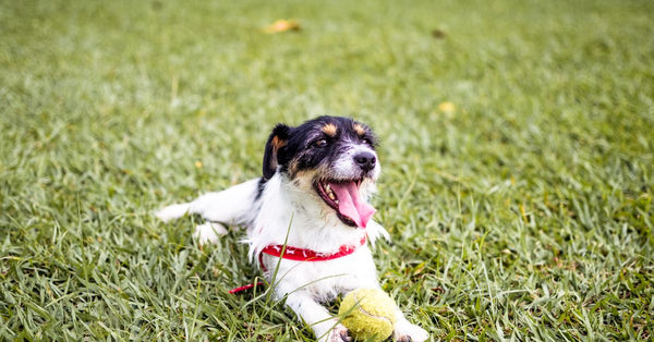 Energetic terrier dog lying on grass with tennis ball in São Paulo park.