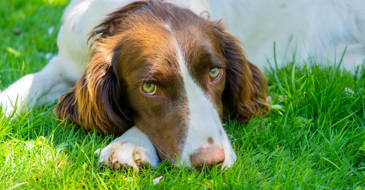The best joint supplement for Welsh Springer Spaniels