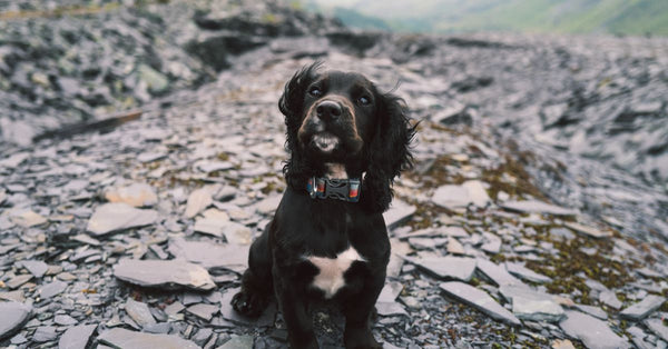 Adorable Cocker Spaniel puppy seated on a rocky mountain trail, showcasing cute poses.