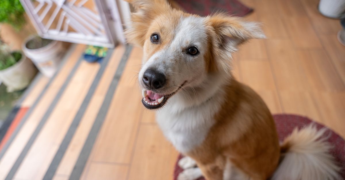 Joint Aid for Dogs dosage guide: how much to give by weight