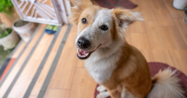 A cute and friendly dog sits on a wooden floor near the open door, showing an endearing smile.