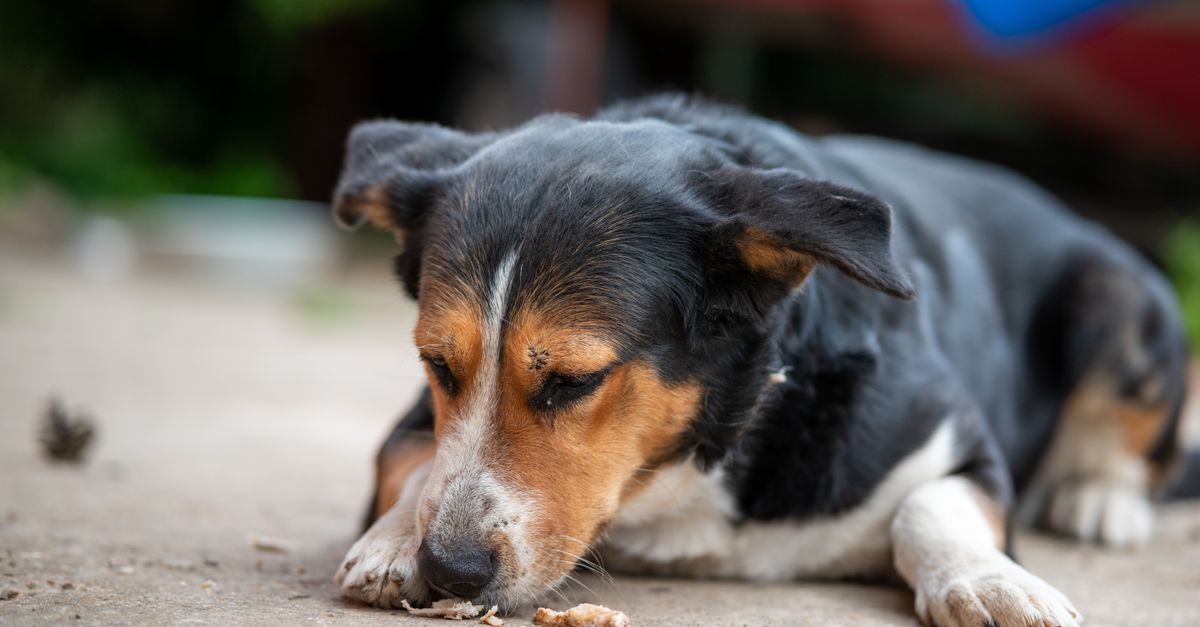 Can dogs eat parsnips?