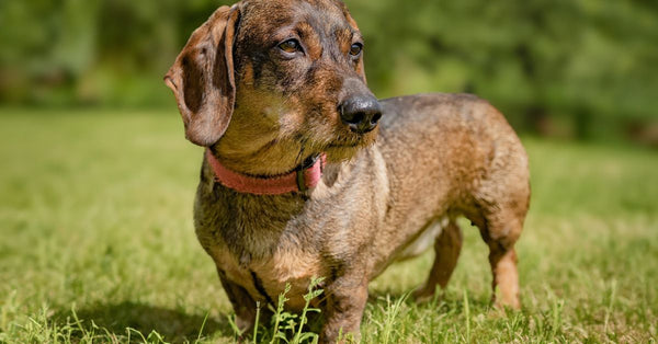A brown dachshund dog wearing a collar stands alert in a sunlit meadow.