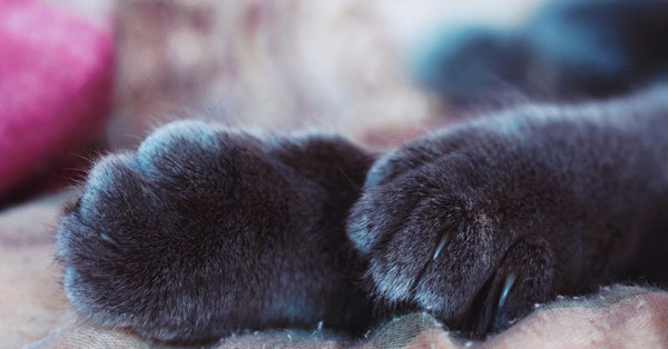 Detailed view of black cat paws on a textured surface, showcasing fur and claws.