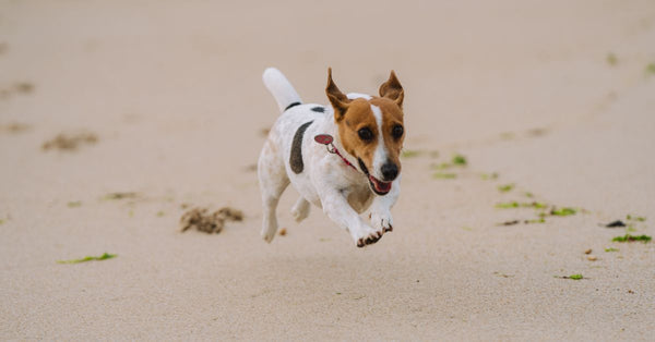 Energetic Jack Russell Terrier running joyfully on a sandy beach with a blurred background.