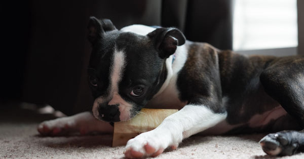 Adorable Boston Terrier puppy lying indoors chewing a bone, captured in soft natural light.