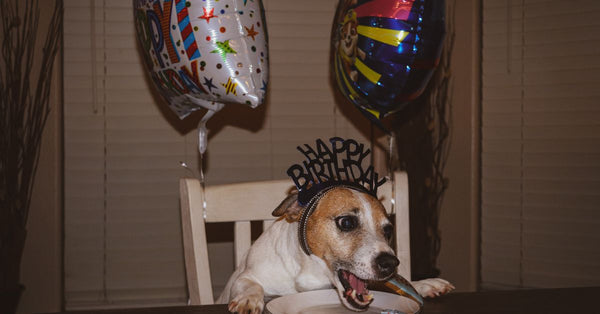 Cute dog celebrating a birthday with balloons and cake, wearing a fun birthday hat.