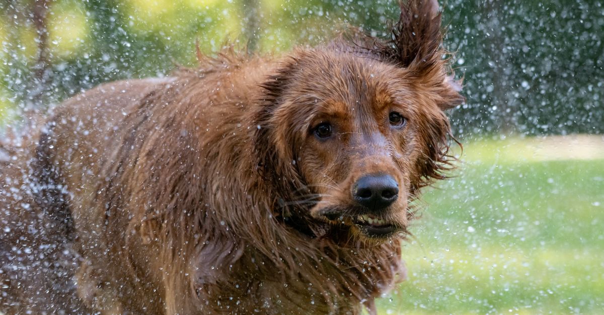 Why is my dog shaking or trembling?