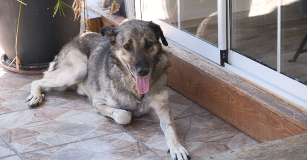 A content dog enjoying a sunny day on a tiled terrace, setting a serene mood.