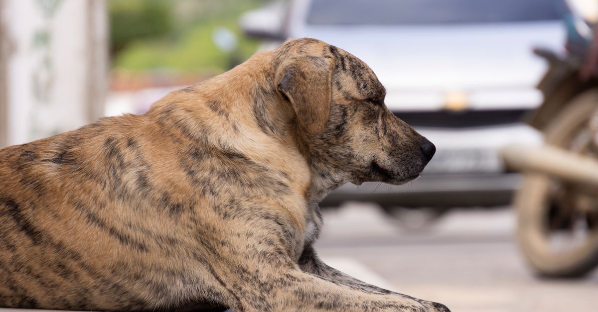 Why is my dog bloated? (bloat/GDV)
