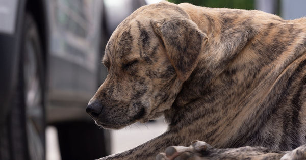 A brown brindle stray dog peacefully sleeping on a city street with cars in the background.