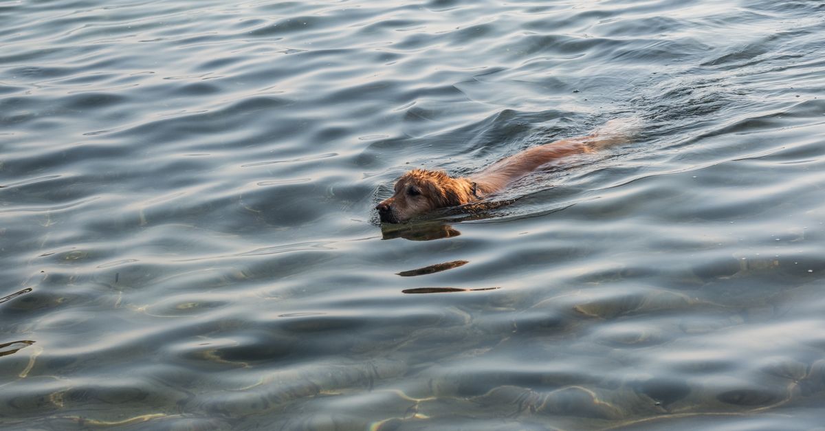 Swimming for dogs