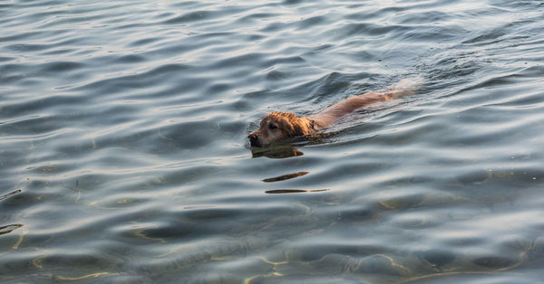 A dog enjoys swimming in the tranquil waters of Foça, İzmir, Türkiye.