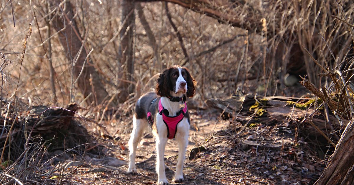 The best joint supplement for working Springer Spaniels