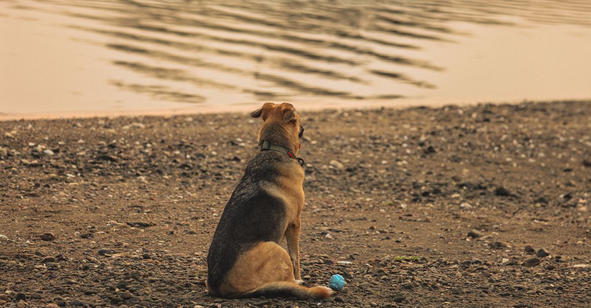 Why is my dog losing weight but still eating?