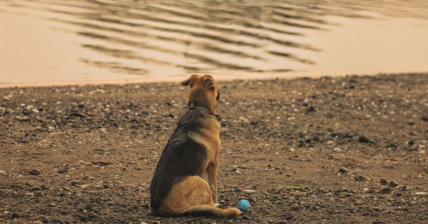 A dog quietly sits by the beach in Stamford, CT, watching the sunset over the water.