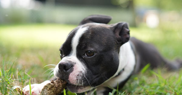 Adorable Boston Terrier puppy lying on grass chewing a stick. Perfect pet photography.