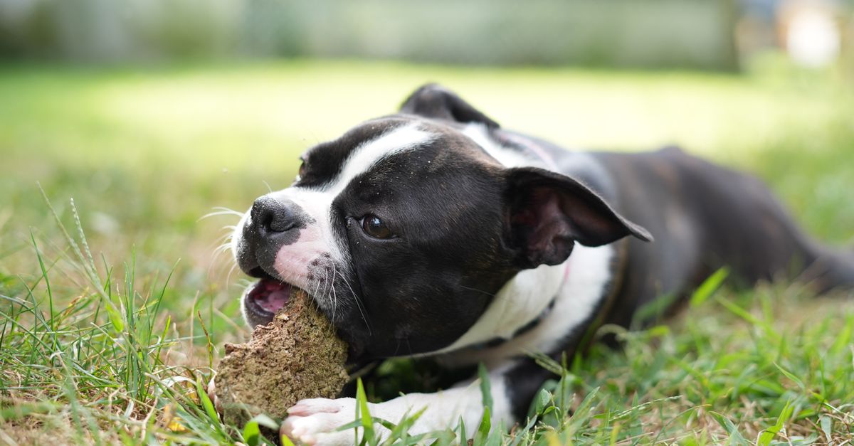 How long does Pooch & Mutt take to work?
