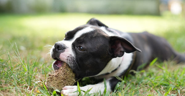 Adorable Boston Terrier puppy enjoying a playful moment chewing a stick in a lush grassy field.