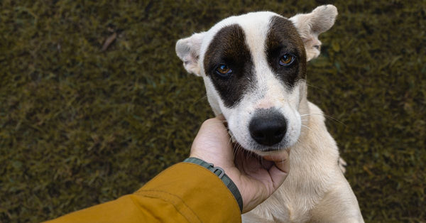 Close-up of a cute terrier puppy being pet on a grassy field, showcasing friendship and outdoorsy vibe.
