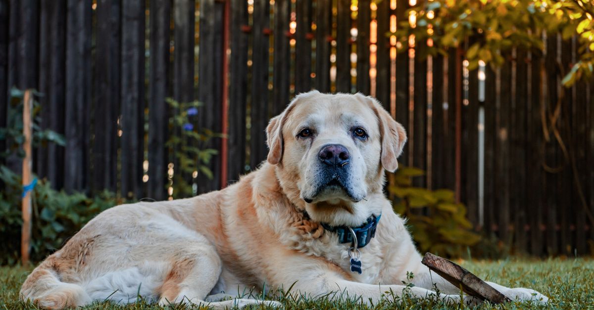 What helps a dog with arthritis the most?