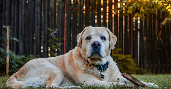 A golden retriever lies on grass with a wooden stick in a sunny backyard.